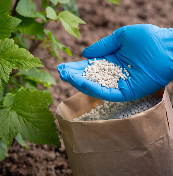 Fertilizing bushes of currant with granulated fertilizer. Hand in glove holds some fertilizer