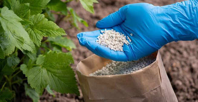 Fertilizing bushes of currant with granulated fertilizer. Hand in glove holds some fertilizer